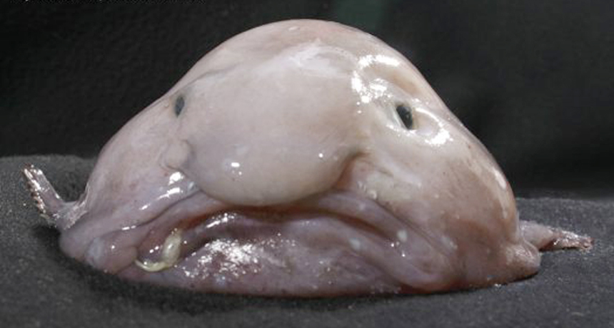 Ugliest Animals: Blob fish