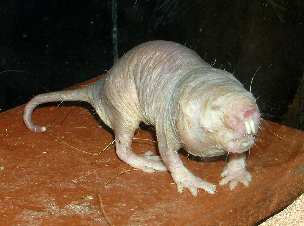 Ugliest Animals: Naked Mole Rat