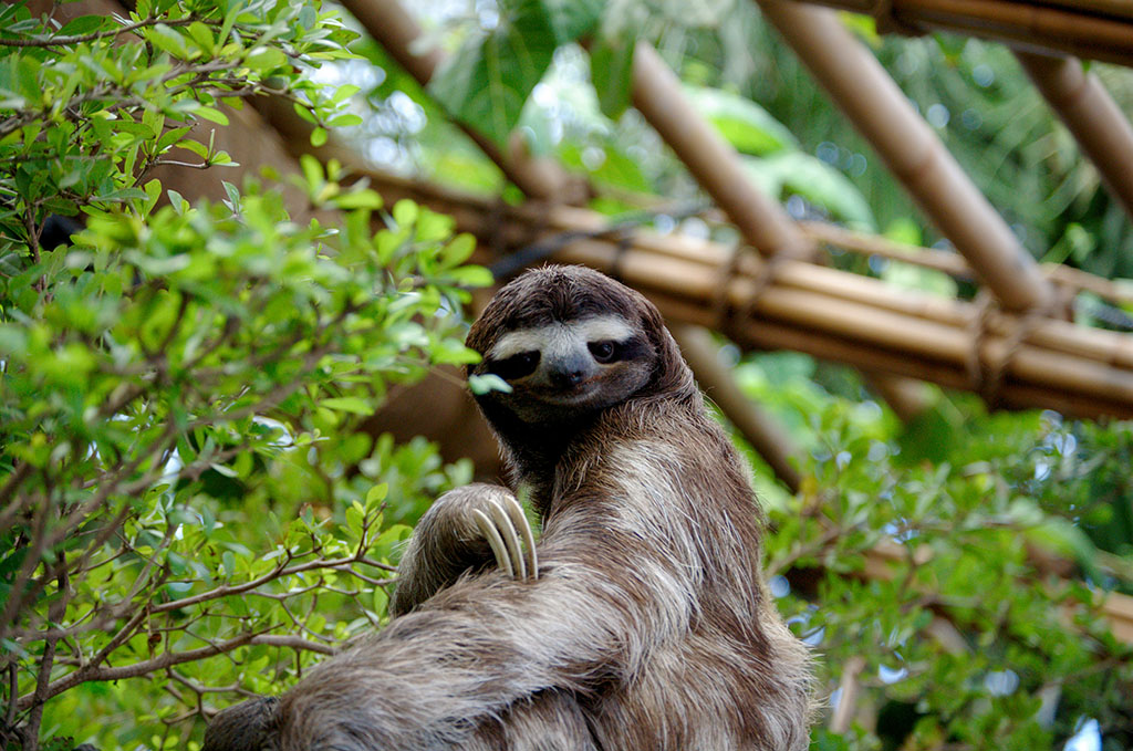 Ugliest Animals: Sloth