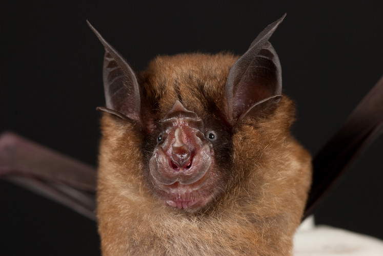 Ugliest Animals: Horseshoe bat