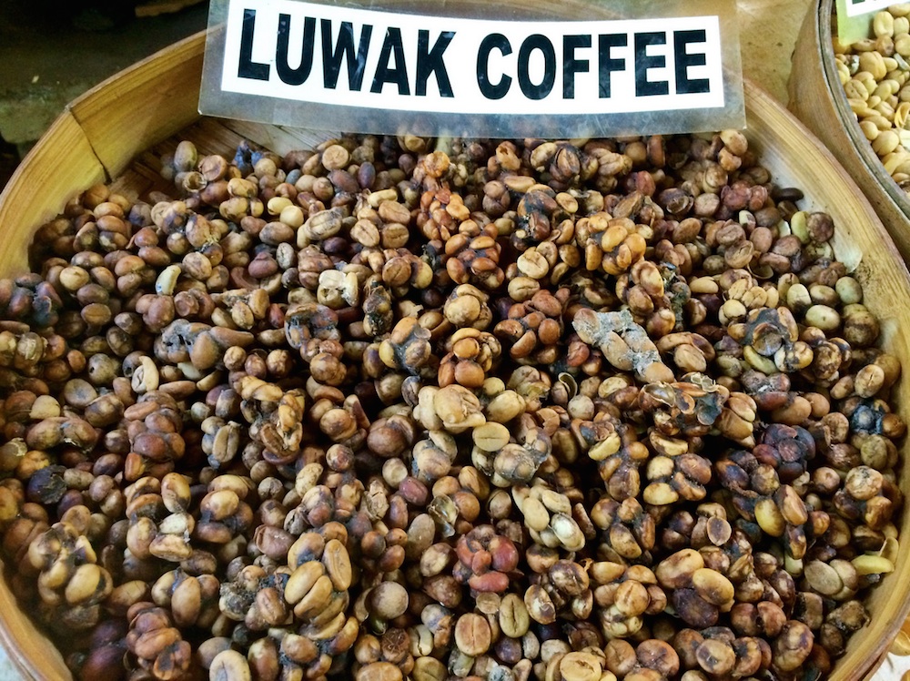 Weirdest Foods: Kopi Luwak