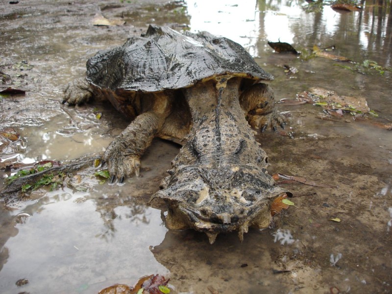 Ugliest Animals: Mata Mata Turtle