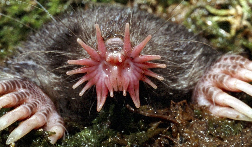 Ugliest Animals: Star Nosed Mole